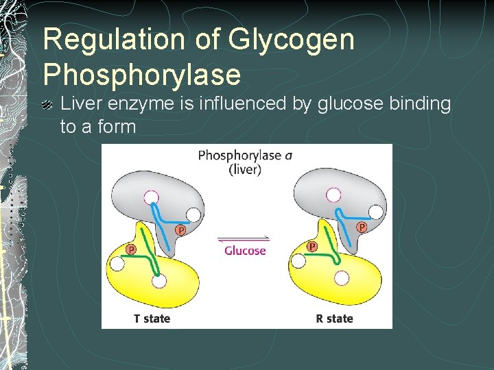 Regulation of Glycogen Phosphorylase Liver enzyme is influenced by glucose binding to a form Regulation of Glycogen Phosphorylase Liver enzyme is influenced by glucose binding to a form