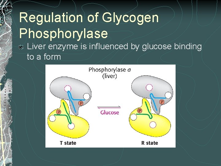 Regulation of Glycogen Phosphorylase Liver enzyme is influenced by glucose binding to a form