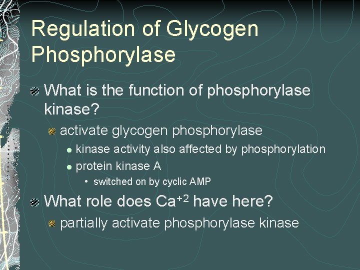 Regulation of Glycogen Phosphorylase What is the function of phosphorylase kinase? activate glycogen phosphorylase Regulation of Glycogen Phosphorylase What is the function of phosphorylase kinase? activate glycogen phosphorylase