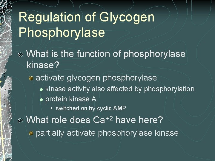 Regulation of Glycogen Phosphorylase What is the function of phosphorylase kinase? activate glycogen phosphorylase