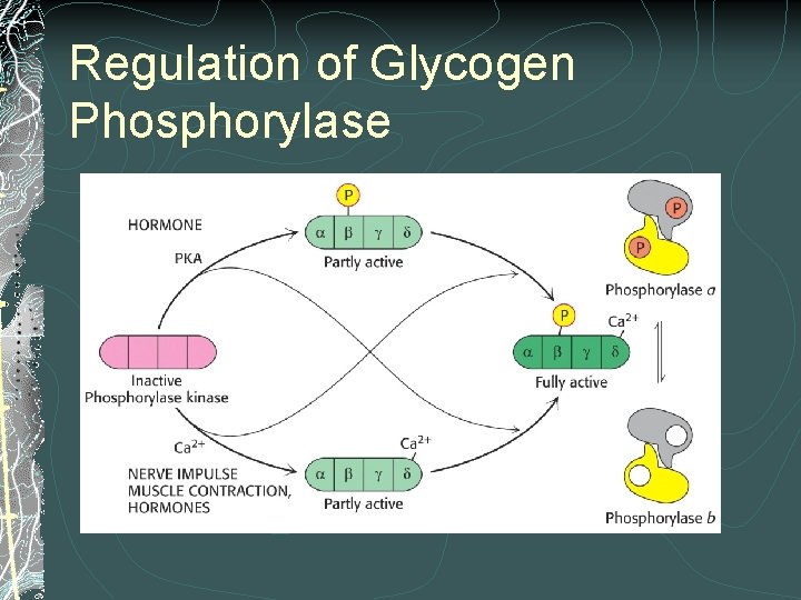 Regulation of Glycogen Phosphorylase 
