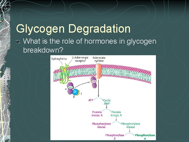 Glycogen Degradation What is the role of hormones in glycogen breakdown? 