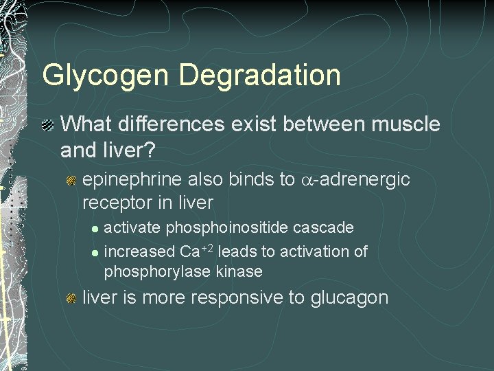 Glycogen Degradation What differences exist between muscle and liver? epinephrine also binds to -adrenergic