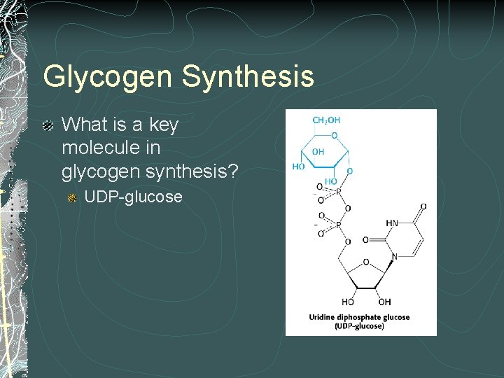 Glycogen Synthesis What is a key molecule in glycogen synthesis? UDP-glucose 