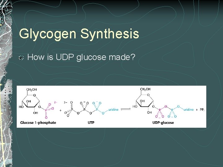 Glycogen Synthesis How is UDP glucose made? 