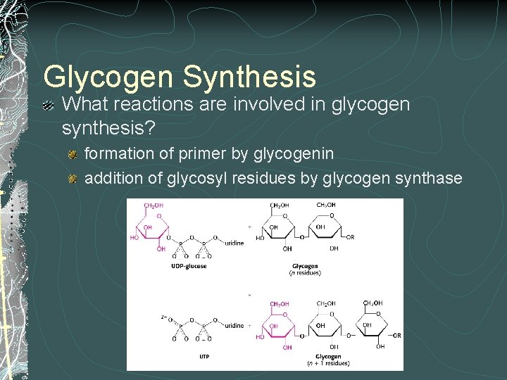 Glycogen Synthesis What reactions are involved in glycogen synthesis? formation of primer by glycogenin Glycogen Synthesis What reactions are involved in glycogen synthesis? formation of primer by glycogenin