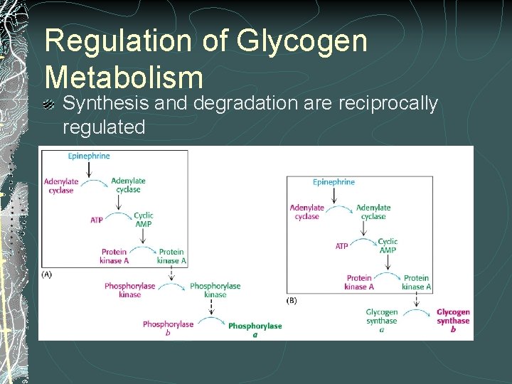 Regulation of Glycogen Metabolism Synthesis and degradation are reciprocally regulated 