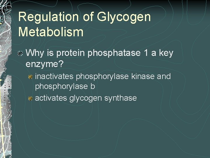 Regulation of Glycogen Metabolism Why is protein phosphatase 1 a key enzyme? inactivates phosphorylase