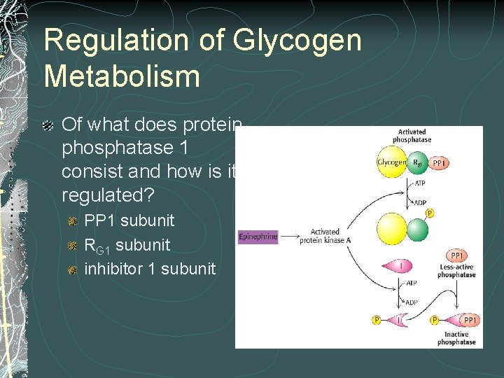 Regulation of Glycogen Metabolism Of what does protein phosphatase 1 consist and how is