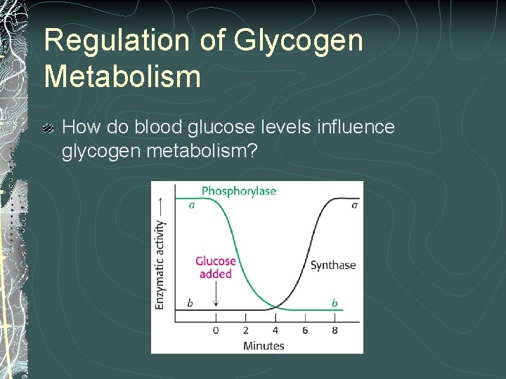 Regulation of Glycogen Metabolism How do blood glucose levels influence glycogen metabolism? 