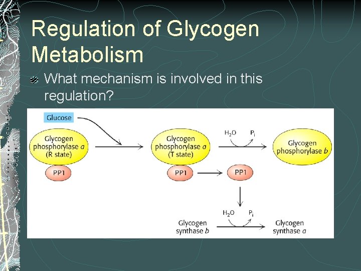 Regulation of Glycogen Metabolism What mechanism is involved in this regulation? 