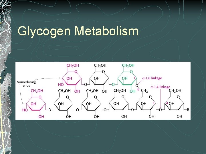 Glycogen Metabolism 