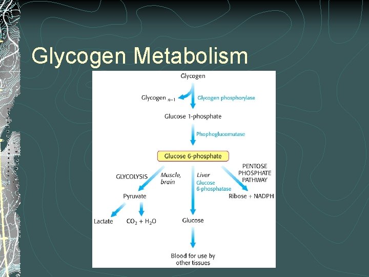 Glycogen Metabolism 