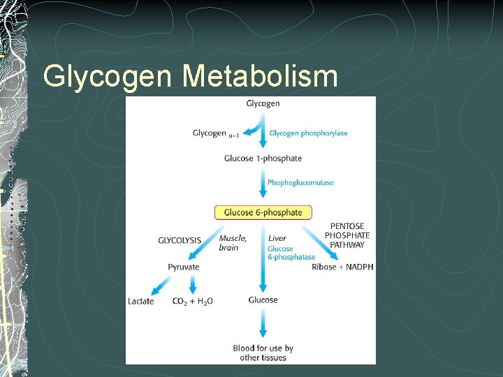 Glycogen Metabolism Glycogen Metabolism