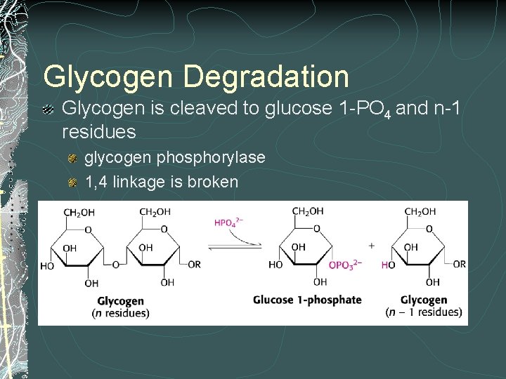 Glycogen Degradation Glycogen is cleaved to glucose 1 -PO 4 and n-1 residues glycogen