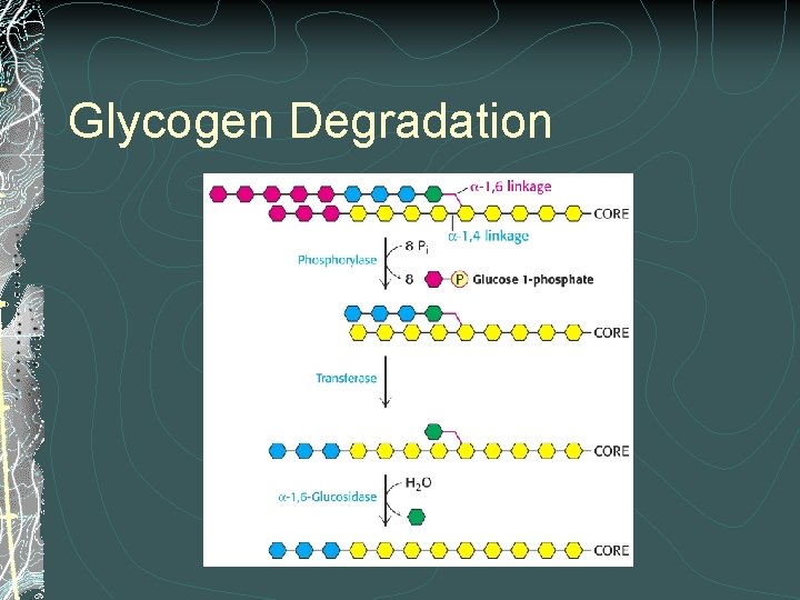 Glycogen Degradation 