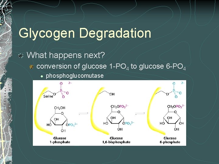 Glycogen Degradation What happens next? conversion of glucose 1 -PO 4 to glucose 6 Glycogen Degradation What happens next? conversion of glucose 1 -PO 4 to glucose 6