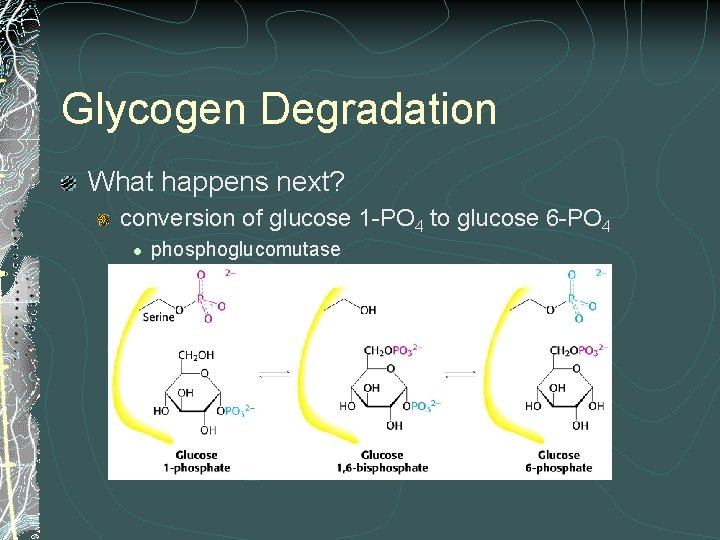 Glycogen Degradation What happens next? conversion of glucose 1 -PO 4 to glucose 6