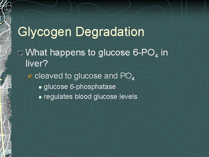 Glycogen Degradation What happens to glucose 6 -PO 4 in liver? cleaved to glucose