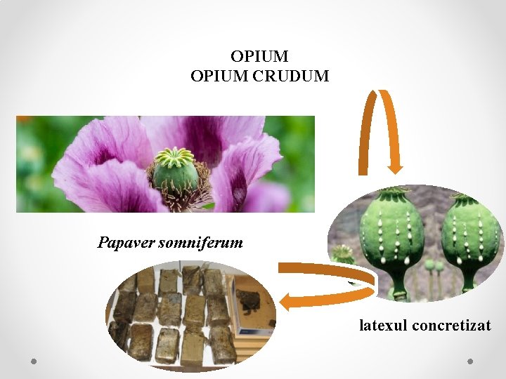 OPIUM CRUDUM Papaver somniferum latexul concretizat 