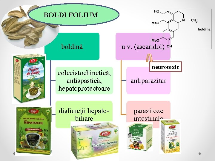 BOLDI FOLIUM boldină u. v. (ascaridol) neurotoxic colecistochinetică, antispastică, hepatoprotectoare antiparazitar disfuncţii hepatobiliare parazitoze