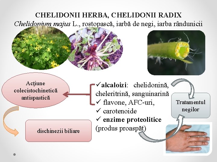 CHELIDONII HERBA, CHELIDONII RADIX Chelidonium majus L. , rostopască, iarbă de negi, iarba rândunicii