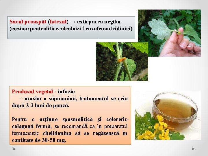 Sucul proaspăt (latexul) → extirparea negilor (enzime proteolitice, alcaloizi benzofenantridinici) Produsul vegetal - infuzie