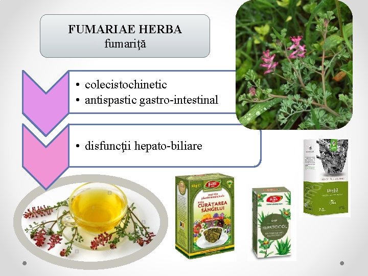 FUMARIAE HERBA fumariţă • colecistochinetic • antispastic gastro-intestinal • disfuncţii hepato-biliare 