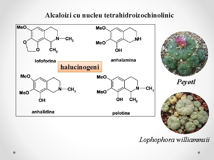 Alcaloizi cu nucleu tetrahidroizochinolinic halucinogeni Peyotl Lophophora williammsii 