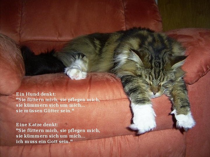 Ein Hund denkt: "Sie füttern mich, sie pflegen mich, sie kümmern sich um mich.