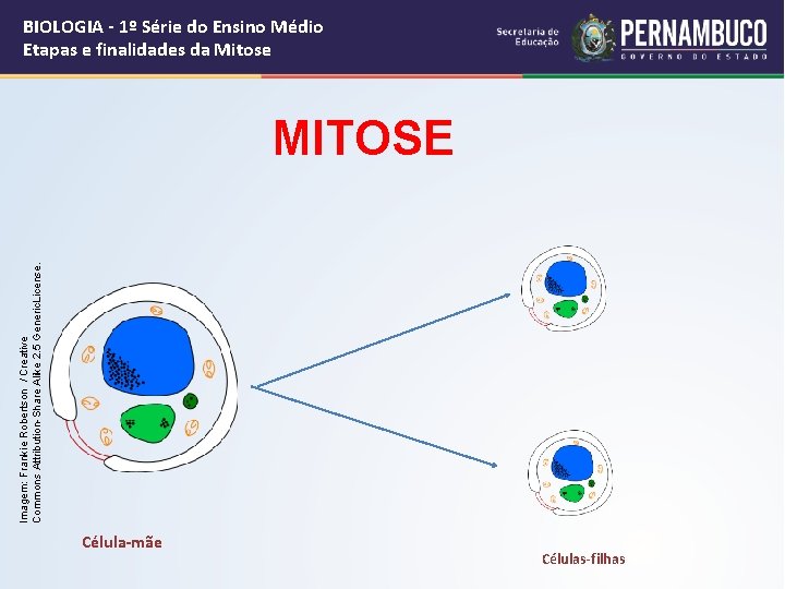 BIOLOGIA - 1º Série do Ensino Médio Etapas e finalidades da Mitose Imagem: Frankie