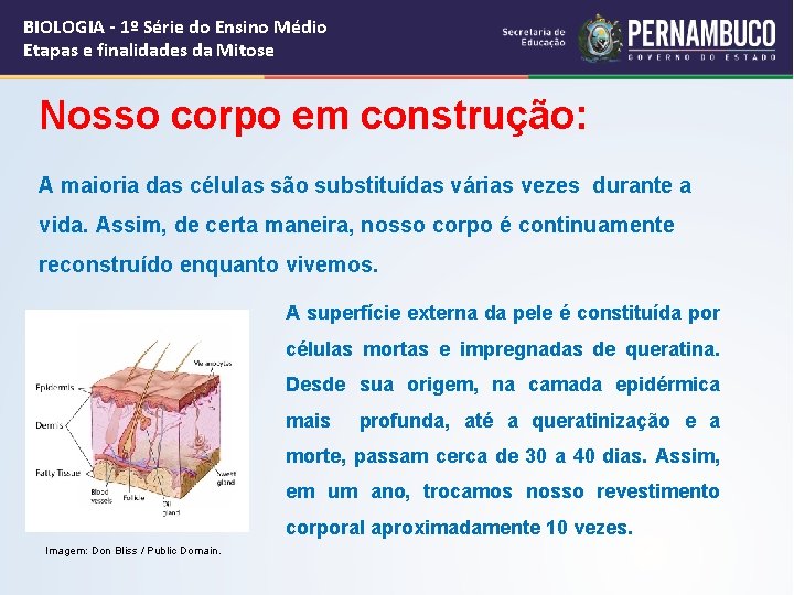 BIOLOGIA - 1º Série do Ensino Médio Etapas e finalidades da Mitose Nosso corpo