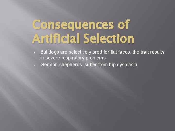 Consequences of Artificial Selection • • Bulldogs are selectively bred for flat faces, the