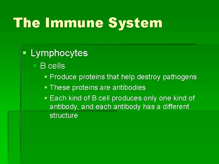 The Immune System § Lymphocytes § B cells § Produce proteins that help destroy