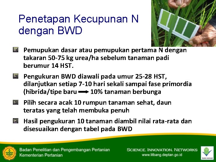Penetapan Kecupunan N dengan BWD Pemupukan dasar atau pemupukan pertama N dengan takaran 50