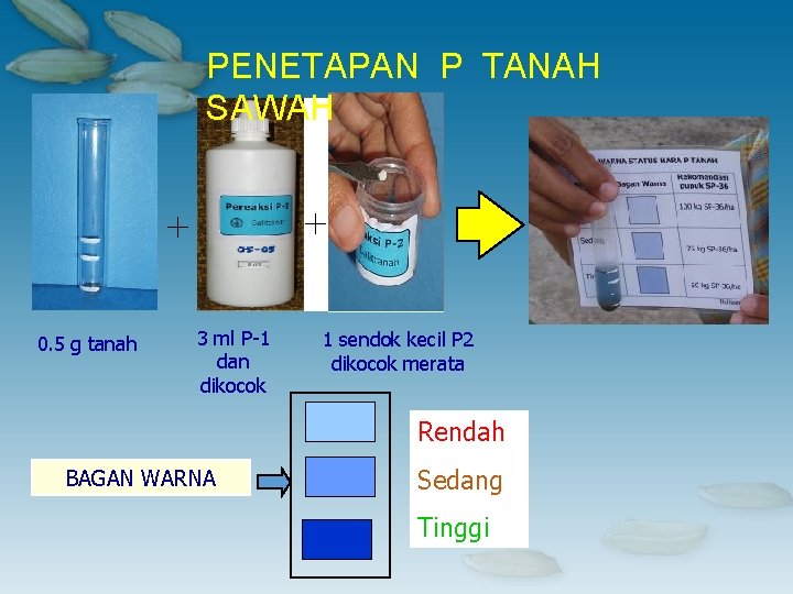 PENETAPAN P TANAH SAWAH + + 0. 5 g tanah 3 ml P-1 dan