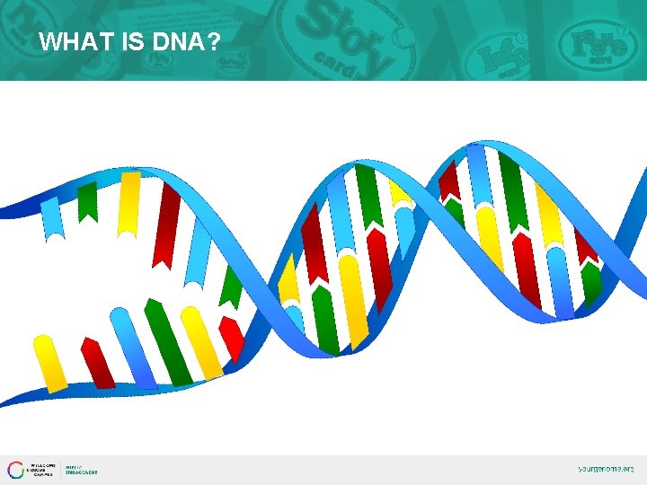 WHAT IS DNA? 