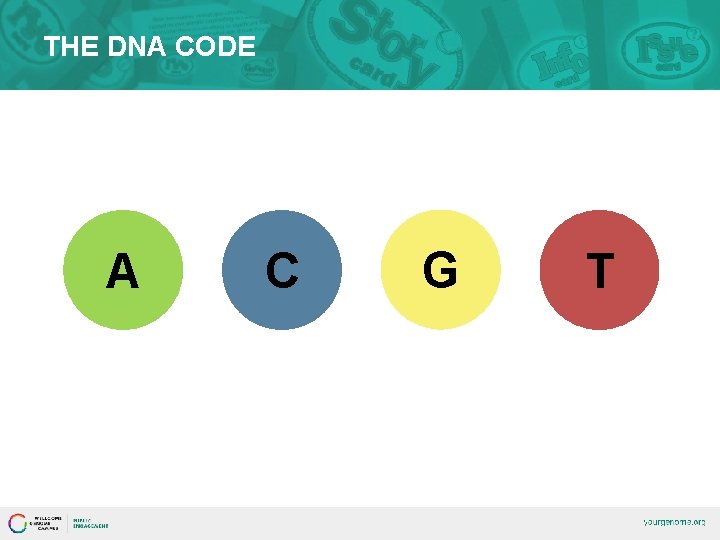 THE DNA CODE A C G T 