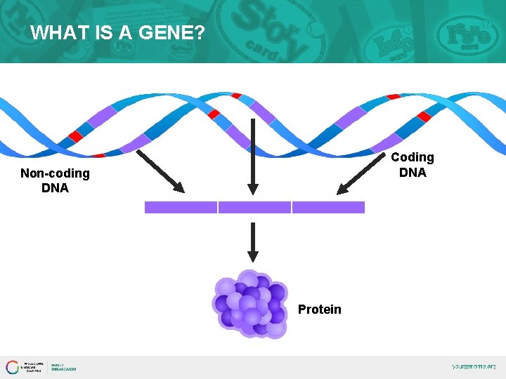 WHAT IS A GENE? Coding DNA Non-coding DNA Protein 