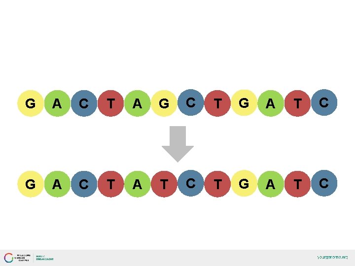GENETIC VARIATION G A C T A G C T G A T C