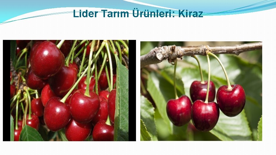 Lider Tarım Ürünleri: Kiraz 