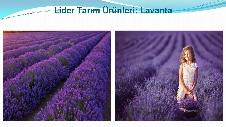 Lider Tarım Ürünleri: Lavanta 