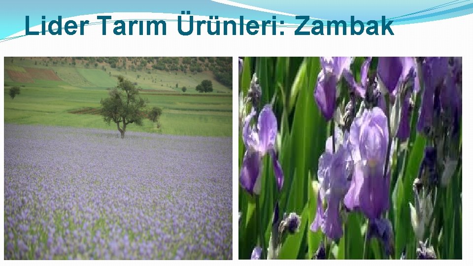 Lider Tarım Ürünleri: Zambak 