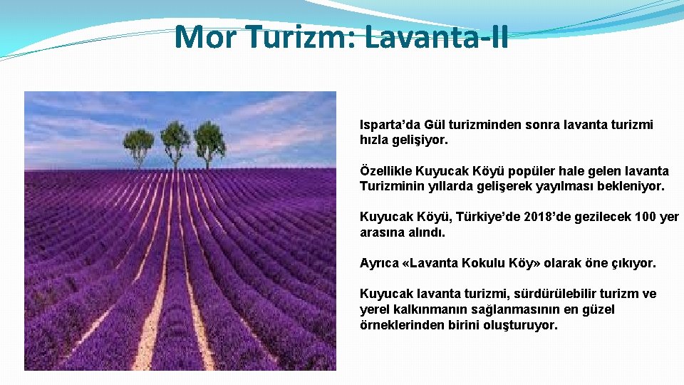 Mor Turizm: Lavanta-II Isparta’da Gül turizminden sonra lavanta turizmi hızla gelişiyor. Özellikle Kuyucak Köyü