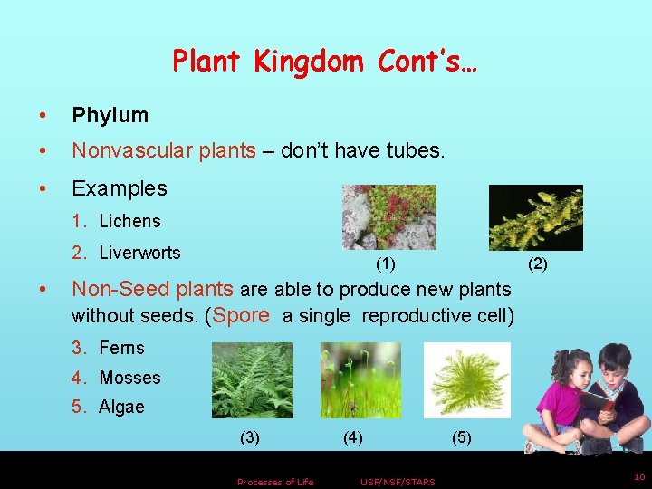 Plant Kingdom Cont’s… • Phylum • Nonvascular plants – don’t have tubes. • Examples