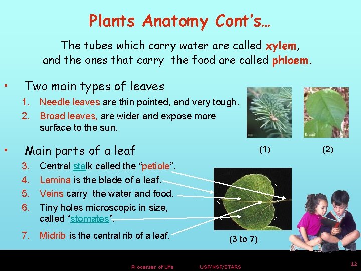 Plants Anatomy Cont’s… The tubes which carry water are called xylem, and the ones