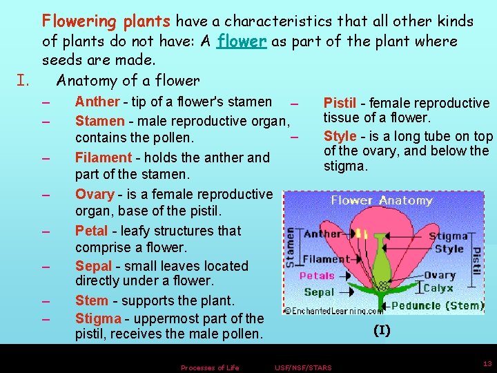 Flowering plants have a characteristics that all other kinds of plants do not have: