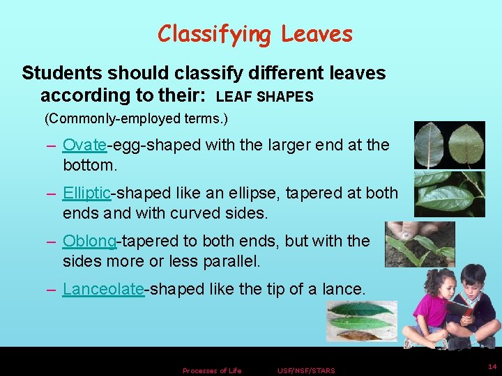 Classifying Leaves Students should classify different leaves according to their: LEAF SHAPES (Commonly-employed terms.