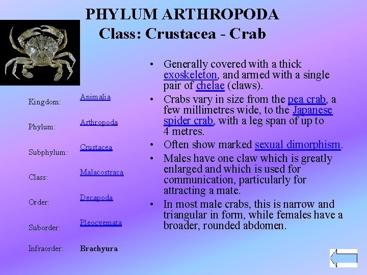 PHYLUM ARTHROPODA Class: Crustacea - Crab Kingdom: Phylum: Subphylum: Class: Order: Suborder: Infraorder: Animalia