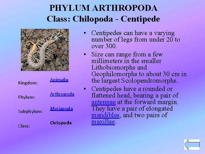 PHYLUM ARTHROPODA Class: Chilopoda - Centipede Kingdom: Phylum: Subphylum: Class: Animalia Arthropoda Myriapoda Chilopoda